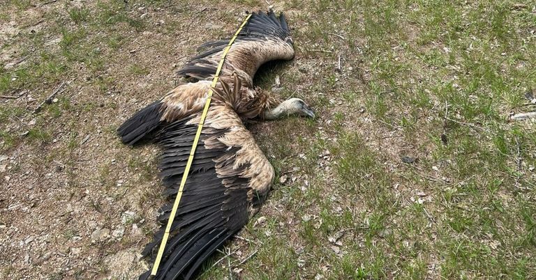 Ein toter Vogel mit ausgebreiteten Flügeln auf dem Boden, mit einem gelben Maßband gemessen.