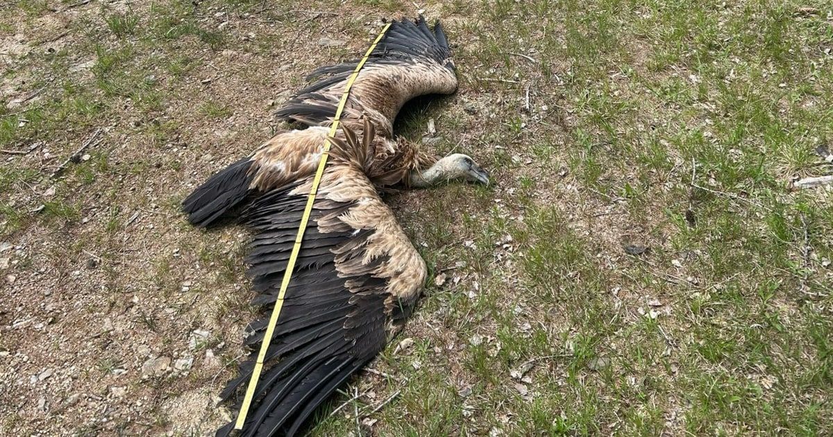 A dead bird with its wings spread out on the ground, measured with a yellow tape.