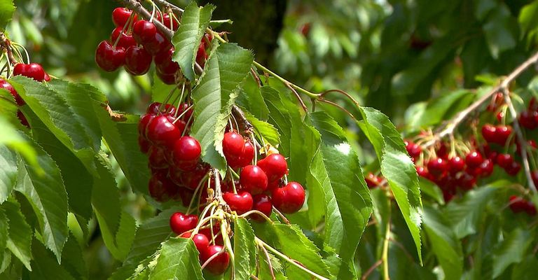 Bündel reifer roter Kirschen hängen an Zweigen mit grünen Blättern und zeigen den Baum im vollen Fruchtstand.