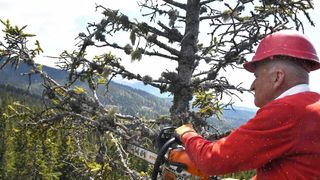 Eine Person in einem roten Jacke und Helm schneidet einen Ast von einem Baum mit einer Kettensäge ab.