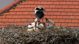 Ein Storch steht auf einem Nest mit seinen Küken, in der Nähe eines roten Ziegeldaches.