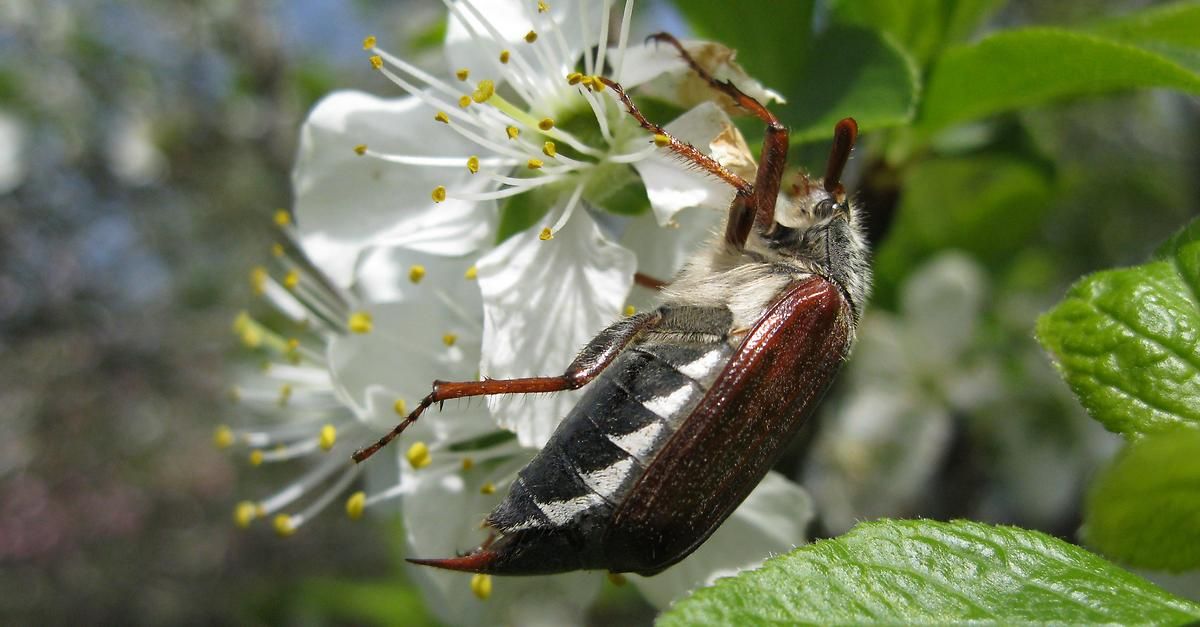 Ein Nahaufnahme eines Käfers, der auf einer weißen Blume mit gelben Zentren sitzt, seine Antennen und Beine ausgestreckt.