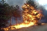 Ein Kiefernbaum brennt in einem Wald, umgeben von anderen Bäumen. Flammen und Rauch steigen aus dem Baum auf, mit mehreren Bäumen im Hintergrund.