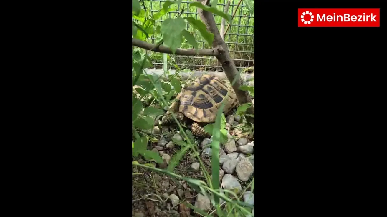 Eine Schildkröte ruht auf dem Boden, umgeben von Steinen und Pflanzen im Freien.