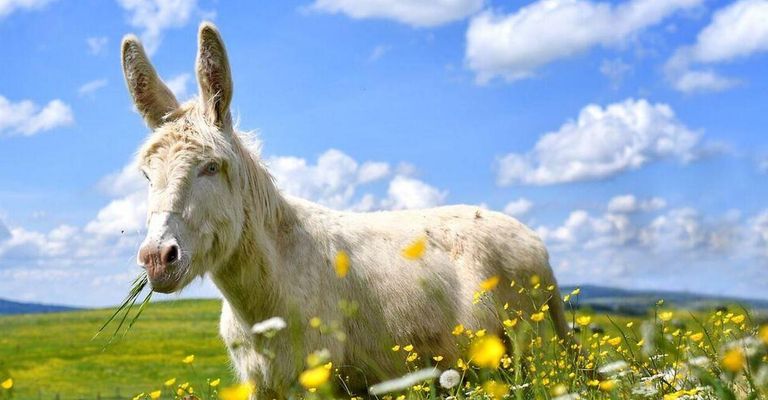 A white donkey stands in a field of yellow flowers under a clear blue sky.