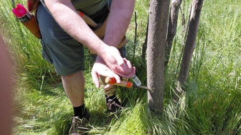 A person is outdoors, holding a tool and cutting a tree branch near a tree trunk. They are dressed in shorts, socks, and shoes, and have a tool belt around their waist.