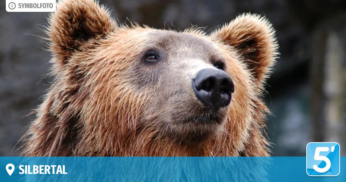 Ein Nahaufnahme des Gesichts eines Grizzlybären mit hellbraunem Fell, einem weißen Fleck über der Nase und einer dunklen Nase.