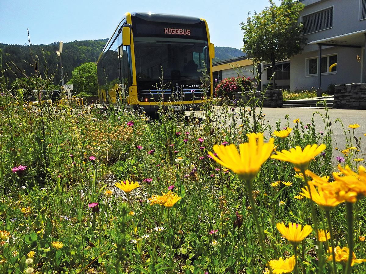 Ein gelber Bus mit der Aufschrift 'NIGGBUS' auf der Vorderseite ist auf einer Straße geparkt, umgeben von verschiedenen Blumen und Pflanzen.