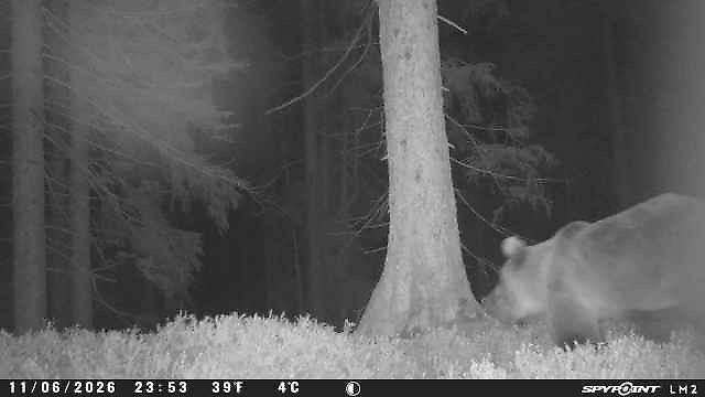 Ein Schwarz-Weiß-Foto eines Bären, der durch einen Wald läuft. Datum und Uhrzeit auf dem Foto sind der 6. November 2026, 23:53, 39 Grad Fahrenheit und 4 Grad Celsius.