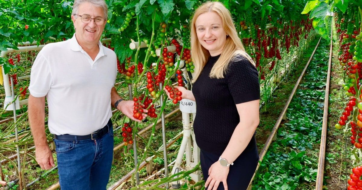 Ein Mann und eine Frau lächeln und stehen in einem Gewächshaus mit Tomaten an der Ranke.