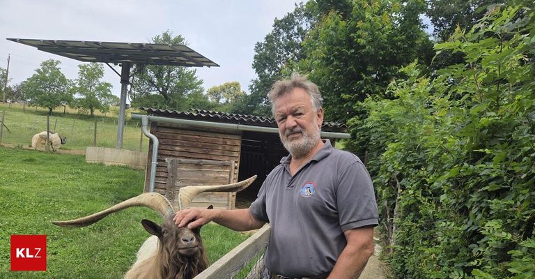 Ein Mann steht neben einer Ziege mit großen Hörnern, trägt ein graues Shirt mit einem Logo auf der linken Brust, vor einem Holzstall stehend.