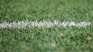 Ein Nahaufnahme eines Grasfeldes mit weißen Fasern, die darauf verstreut sind, möglicherweise von einer kürzlichen Mäharbeit.