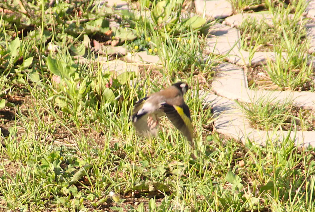 Ein Vogel mit braunen und gelben Federn im Flug, umgeben von grünem Gras und kleinen Steinen.