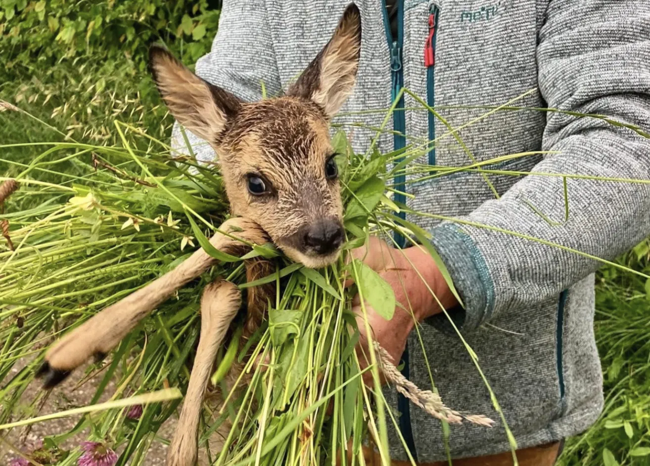 Eine Person hält ein junges Reh in den Armen, umgeben von saftigem Gras. Das Reh sieht neugierig aus und knabbert an dem Gras.