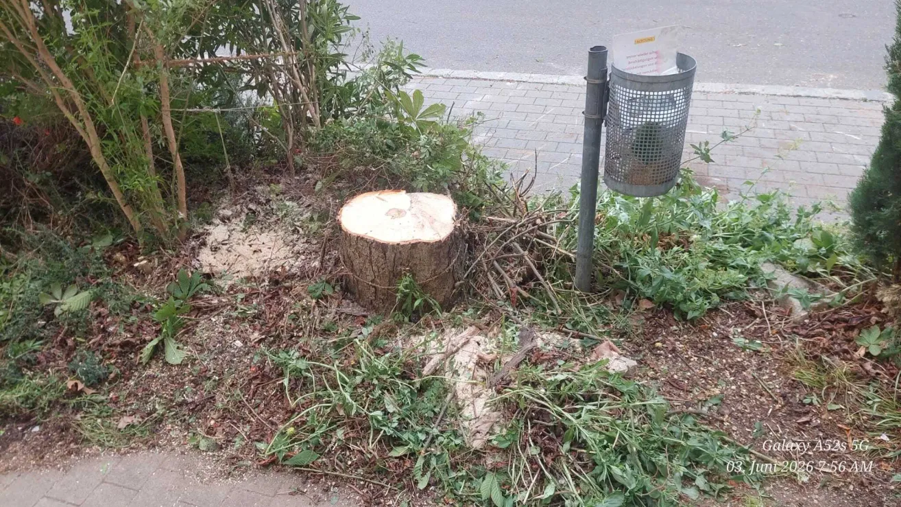 Ein Baumstumpf und ein Mülleimer befinden sich am Straßenrand. Der Stumpf ist von geschnittenen Ästen und Blättern umgeben. Der Mülleimer ist an einem Metallpfosten befestigt.