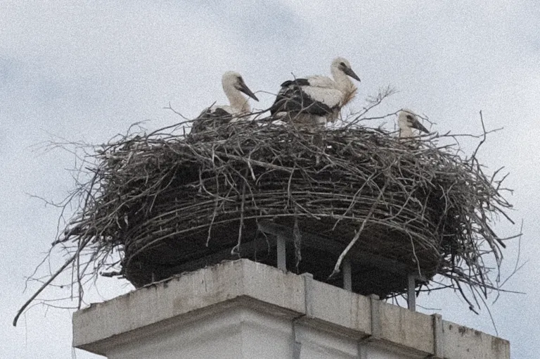 Drei Störche sitzen in einem Nest auf dem Schornstein. Das Nest ist aus Zweigen gemacht. Der Himmel ist bewölkt.