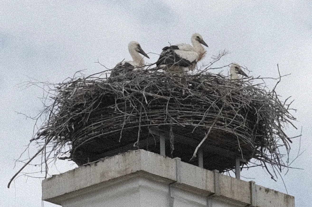 Drei Störche sitzen in einem Nest auf dem Schornstein. Das Nest ist aus Zweigen gemacht. Der Himmel ist bewölkt.