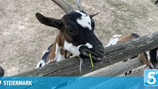 A black and white goat with a green leaf in its mouth is chewing and leaning against a wooden fence.