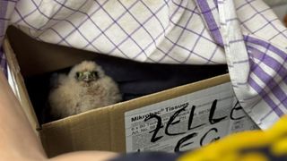 A young bird, possibly a kestrel, is in a cardboard box, partially covered by a checkered fabric. A tissue box and a piece of paper with some writing are inside the box.
