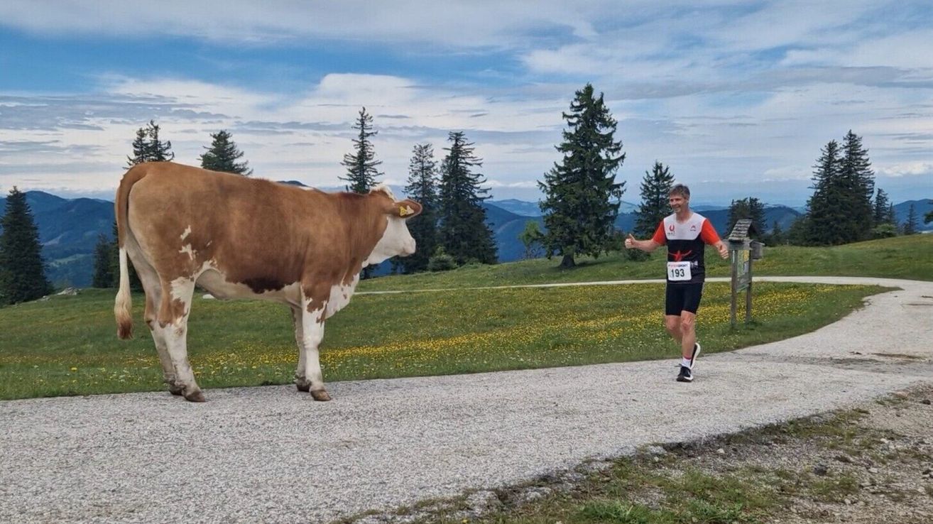 A marathon runner encounters a cow on a gravel path in a scenic countryside with mountains and trees.