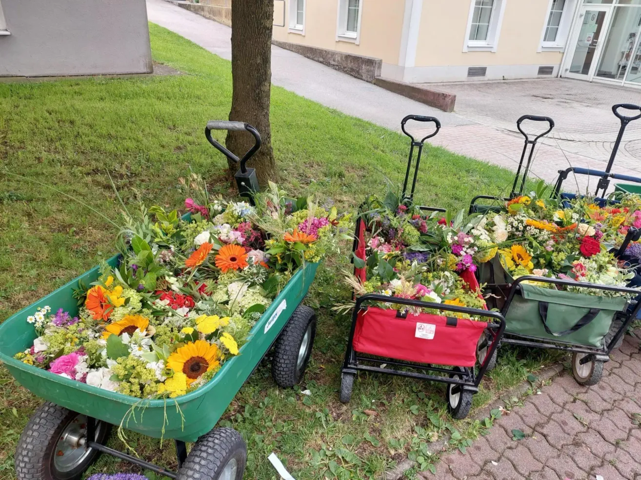 Drei bunte Blumenkarren voller Blumen sind auf dem Rasen neben einem Gebäude geparkt.
