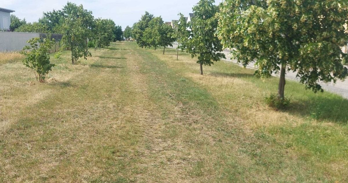Ein Obstgarten mit Bäumen in einer Reihe, einige verdorrt, einige grün, in einer sonnigen Umgebung.