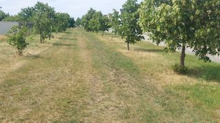 An orchard with trees in a row, some dried, some green, in a sunny environment.