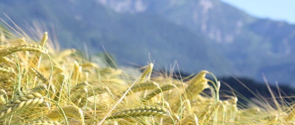 Golden wheat crops sway gently in the breeze with mountains and a blue sky in the background.