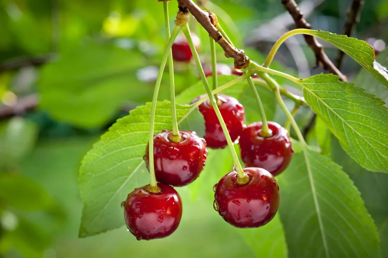 A cluster of ripe cherries hanging from a tree branch. The cherries are red and glistening with water droplets. Green leaves surround the cherries.