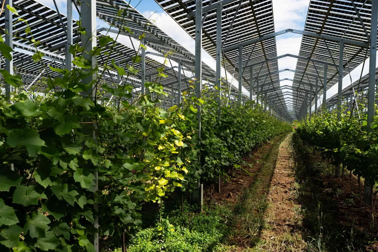 Reihen von Solarpanelen über einem Weinberg. Grüne Blätter hängen über Metallrahmen. Pfad dazwischen.