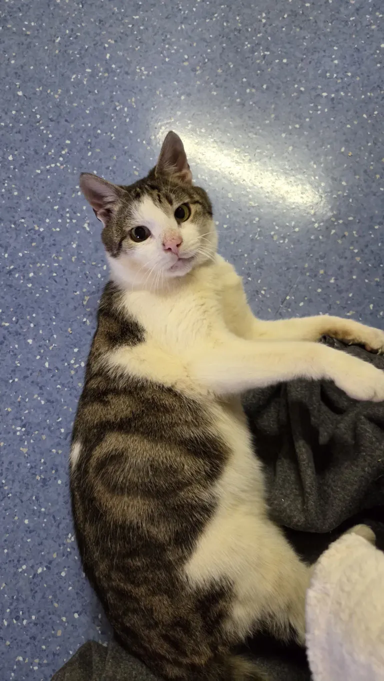 Eine grau-weiße Katze mit schwarzen Augen liegt auf dem Schoß einer Person. Das Fell der Katze ist kurz und glatt, mit einer rosa Nase. Die Katze schaut möglicherweise zur Kamera auf.