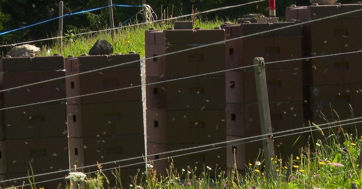 Stapel von Ziegelsteinen im Freien, mit einem großen Felsen und einem Drahtzaun. Bienen summen in der Umgebung.