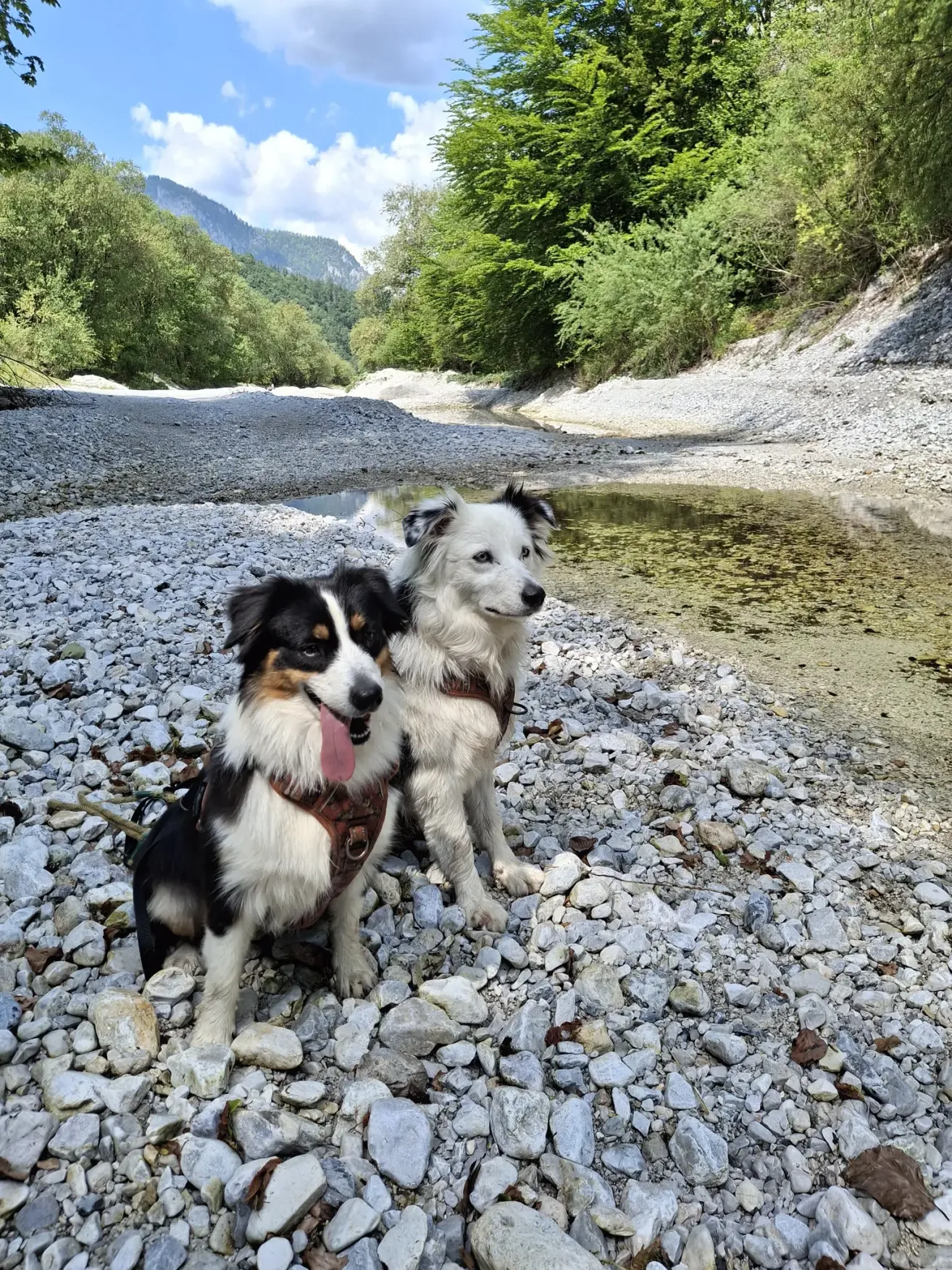 Zwei Hunde sitzen auf Felsen am Fluss, einer schwarz und weiß, der andere weiß und schwarz, beide tragen Geschirre.