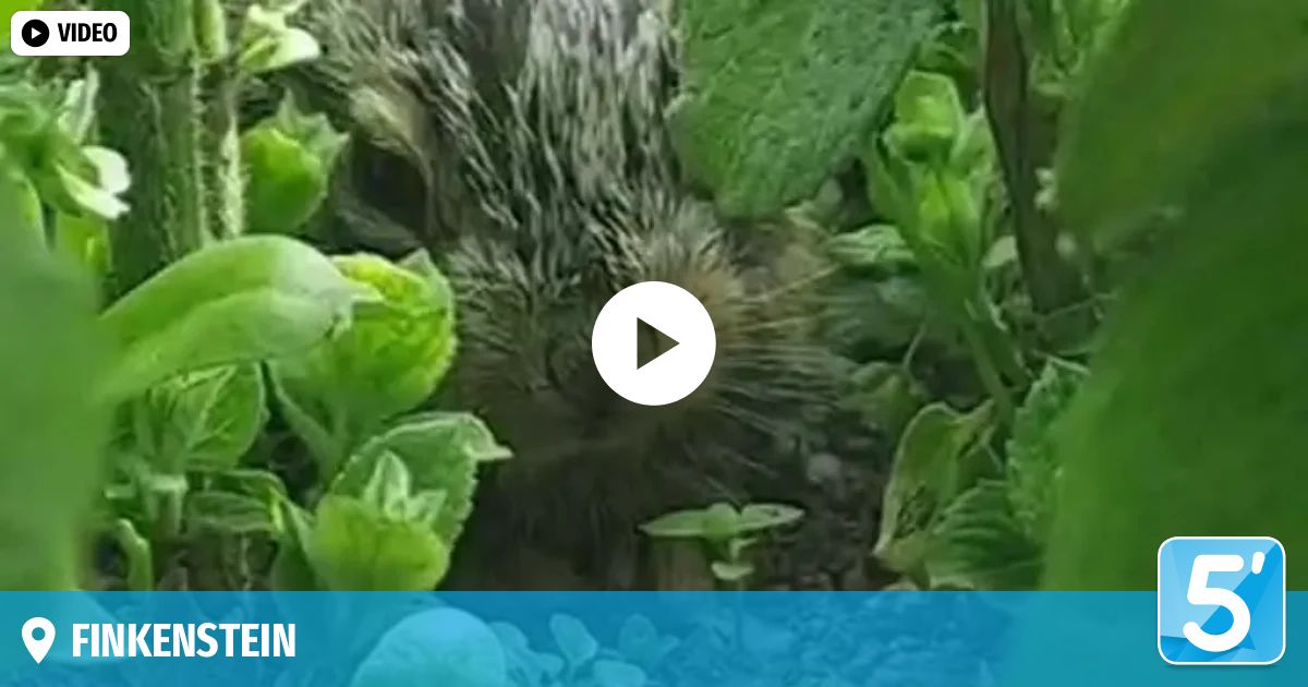 Ein Igel befindet sich im Garten, umgeben von grünen Blättern. In der Mitte befindet sich ein Video-Play-Button.