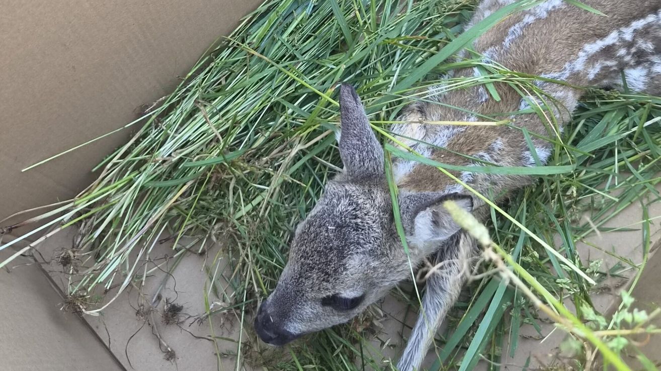 Ein junges Reh liegt auf dem Boden, umgeben von Gras. Seine Augen sind geschlossen, und es scheint friedlich zu ruhen.