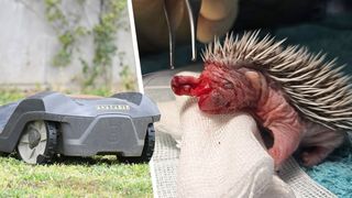 A robotic lawn mower and a hedgehog in need of medical attention are shown. The hedgehog has wounds and is being treated by a person.