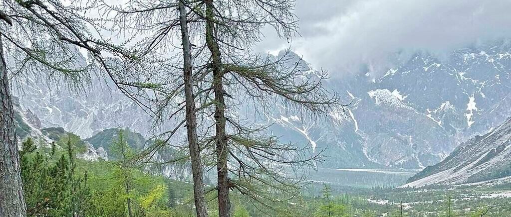 A mountainous landscape with snow-capped peaks and sparse vegetation. Tall trees with sparse foliage stand in the foreground.