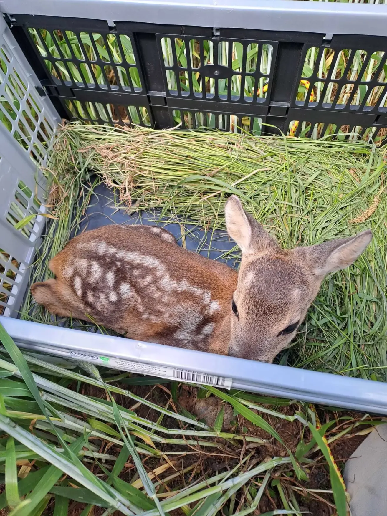 A young deer lies in a basket, surrounded by hay, with its head peeking out. The basket is grey with a black border.
