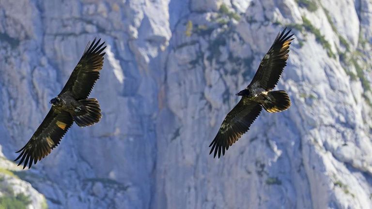 Two golden eagles are flying against a backdrop of rocky mountains. One is on the left, the other on the right. They have spread their wings wide.