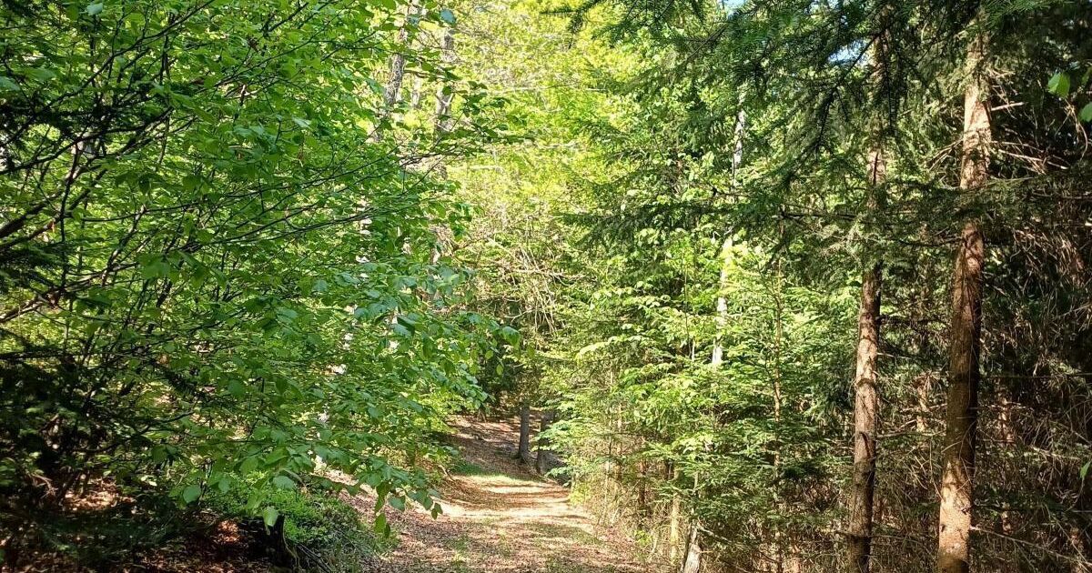 Ein schmaler Pfad schlängelt sich durch einen dichten Wald, umgeben von üppigem grünem Laub und Pflanzen. Der Weg besteht aus Erde und führt tiefer in den Wald.