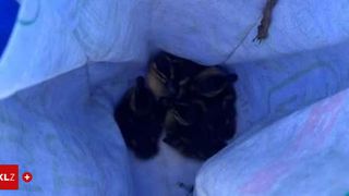 A few small ducklings huddle together in a bag with white cloth. The bag is tied with a rope.