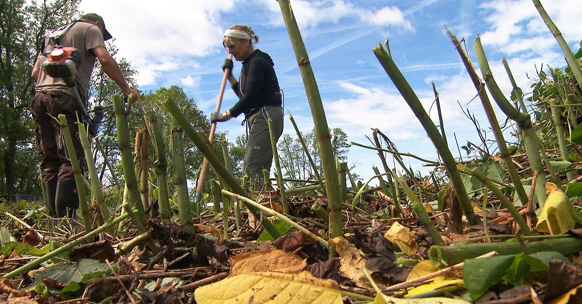 A woman is using a wooden stick to clear debris and leaves in a garden. Trees and blue sky are in the background.