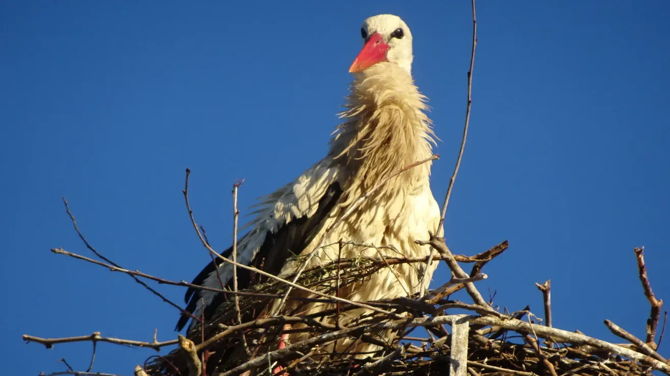Ein Storch mit rotem Schnabel ruht auf seinem Nest zwischen Ästen, vor einem klaren blauen Himmel.