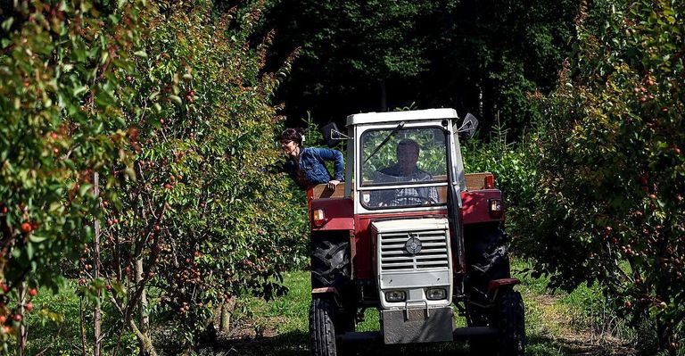 Ein Mann fährt einen Traktor durch einen Obstgarten, während eine Frau Obst von einem Baum pflückt.