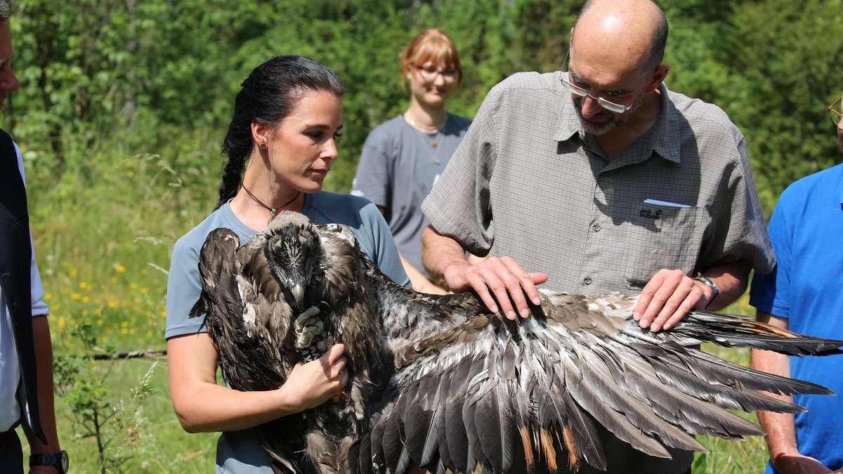 Eine Frau hält einen Flügel eines Vogels, während ein älterer Mann ihn untersucht. Eine andere Frau steht hinter ihnen, alle in einer grünen Außenumgebung.