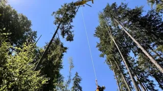 Ein Rettungsteam in roter und gelber Ausrüstung wird von einem Hubschrauber in einem dichten Wald hochgezogen.