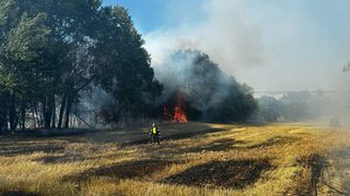 Ein Feuerwehrmann steht vor einem Feldbrand, umgeben von Bäumen mit einem rauchenden Bereich in der Ferne.