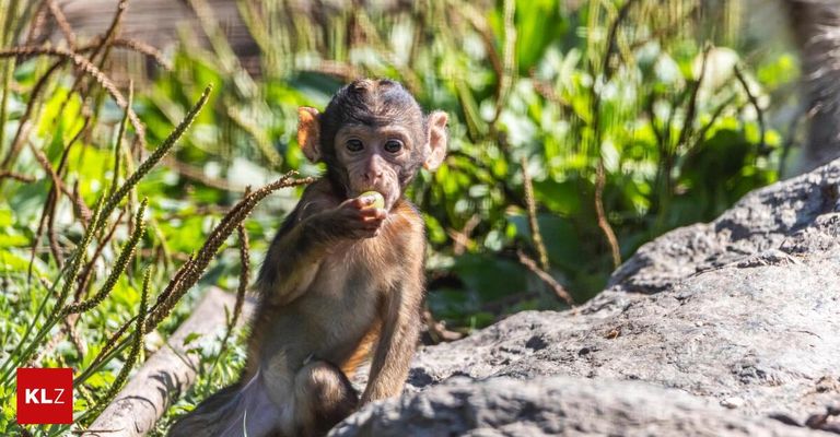 A baby monkey sits on a rock, holding a green fruit in its hands, surrounded by green vegetation.