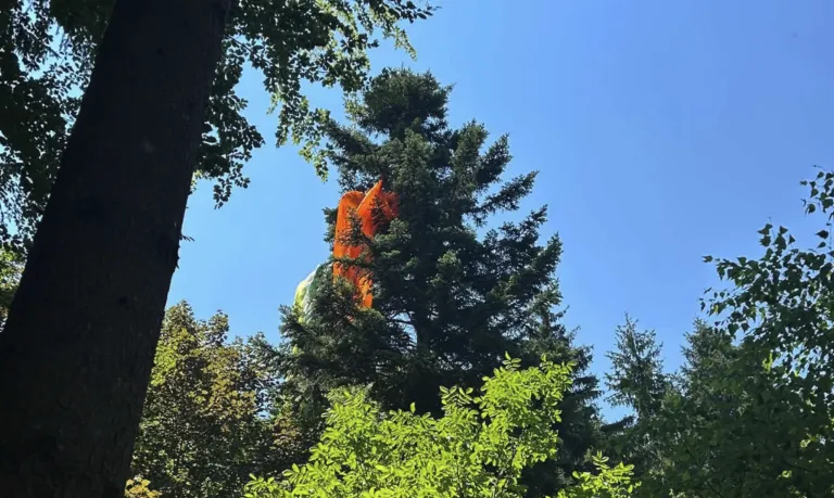 Ein großer orangefarbener Ballon ist in einem Baum unter einem klaren blauen Himmel stecken geblieben. Der Ballon ist orange und weiß, umgeben von grünen Blättern der Bäume.