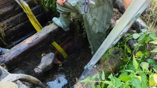 Ein Feuerwehrmann und ein weiterer Retter stehen in einem schlammigen Bereich und versuchen, eine Kuh zu retten, die im Wasser gefangen ist. Die Kuh ist eingetaucht, nur der Kopf ist aus dem Wasser.